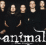 Группа ANIMAL ДЖАZ выступит в Пскове в ноябре - BusinessPskov.Ru
