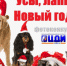 Снегурочка, обнимающиеся чихуахуа и шоколадный подарок - новые забавные участники конкурса «Усы, лапы, Новый год» - BusinessPskov.Ru