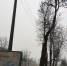 Интерактив: Зачем делать из липы баобаб?! - Pln-Pskov.Ru