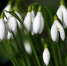 http://ecoyear.ru/wp-content/uploads/2017/03/spring-flowers.jpg - Комитет по природопользованию
