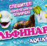 Приходите в гости к дельфинам! - BusinessPskov.Ru