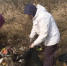 Во время предпасхальной толоки православные псковичи убрали мусор на погосте Выбуты - ГТРК Псков