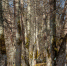 К началу летнего туристического сезона в «Михайловском» отреставрированы пушечка-мортирка и другие предметы XIX столетия - Pln-Pskov.Ru