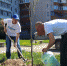 В рамках озеленения города на улице Юбилейной в Пскове высажена новая аллея шаровидных ив - Администрация г.Пскова