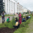 Великолукские подростки активно участвуют в благоустройстве своего города - Pln-Pskov.Ru