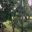 Интерактив: Не рубите, мужики! - Pln-Pskov.Ru