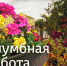 Клумбная работа - InformPskov.Ru