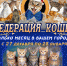 Контактная выставка кошек на месяц приедет в Псков - BusinessPskov.Ru