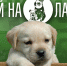 Средства на лечение щенка Марвина удалось собрать при поддержке ПАИ - InformPskov.Ru