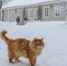 Коты учёные - InformPskov.Ru
