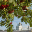 Фото: Дарья Хваткова - InformPskov.Ru