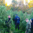 358 кустов конопли уничтожили в Опочецком районе - InformPskov.Ru