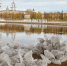 ФОТОФАКТ: Рабочие скидывают в реку Великую в Пскове мешки - InformPskov.Ru