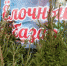 Желающих продавать новогодние ёлки ищут в Пскове - BusinessPskov.Ru