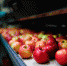 В Евросоюз теперь нельзя ввозить продукты в багаже - BusinessPskov.Ru