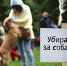 Все собаки делают это, но не все владельцы за ними убирают. Псковские войны: собачники VS защитники чистоты газонов - BusinessPskov.Ru