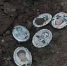 Стоп-кадр с видео, сделанного местными жителями во дворе дома. - InformPskov.Ru
