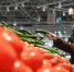 Результаты мониторинга цен псковских магазинов на основные продукты: Свежие помидоры дорожают, огурцы – дешевеют - BusinessPskov.Ru