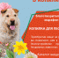 Псковские зоозащитники запустили проект «Копилка для Лесопилки» - BusinessPskov.Ru