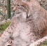 Фото: Lenta.ru - InformPskov.Ru