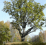 Дуб в Пушкинском заповеднике претендует на звание «Российское дерево года» - BusinessPskov.Ru