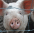 В Порховском районе уничтожены больные чумой свиньи - Pln-Pskov.Ru