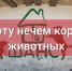 «Мы высосаны до дна»: псковский приют для животных просит о помощи - Pln-Pskov.Ru