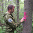 С вершинным короедом борются в невельском лесничестве - Pln-Pskov.Ru