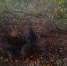 Фото Полистовского заповедника. - InformPskov.Ru