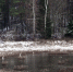 Цапля белая или Малая белая цапля (Egretta garzetta), фото музея-заповедника - InformPskov.Ru