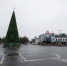 Главная новогодняя ель Пскова находится на просушке - Pln-Pskov.Ru