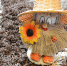 Фото с сайта pixabay.com - InformPskov.Ru