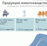 30 тысяч тонн скота и птицы на убой произвели в Псковской области в январе - Pln-Pskov.Ru