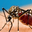 25 апреля – Всемирный день борьбы против малярии (World Malaria Day) - Роспотребнадзор