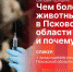 Началась видеотрансляция пресс-конференции об эпизоотической обстановке в Псковской области - Pln-Pskov.Ru