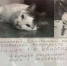 Кот, написав это объявление, заботился и о себе, и о хозяине. Фото КП-Новосибирск - InformPskov.Ru