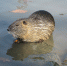 Фото: pixabay.com - InformPskov.Ru