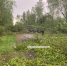 Около 40 деревьев повалил ураган на трассе в Великолукском районе - Pln-Pskov.Ru