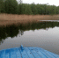 Рысь искупалась в себежском озере. ВИДЕО - Pln-Pskov.Ru