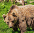 Фото: pixabay.com - InformPskov.Ru