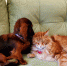 Фото из Instagram-аккаунта _vladyka_the_cat_ - InformPskov.Ru