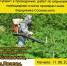 Борщевик уничтожают в Палкинском районе - InformPskov.Ru