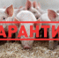 Названа причина заражения свиней африканской чумой в трех районах Псковской области - Pln-Pskov.Ru