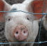 Фото ncrim.ru - InformPskov.Ru