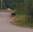 Кабан вышел к автобусной остановке в локнянской деревне - Pln-Pskov.Ru