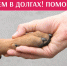 Псковский зооприют «тонет» в долгах - Pln-Pskov.Ru