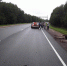 Лось погиб под колесами автомобиля в Порховском районе - Pln-Pskov.Ru