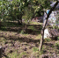 Кабаны «оккупировали» участки жителей островских деревень - Pln-Pskov.Ru