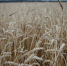 Фото ПАИ - InformPskov.Ru