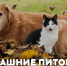 Верные друзья: псковские випы рассказали о домашних питомцах - InformPskov.Ru